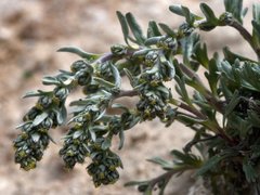 Artemisia genipi
