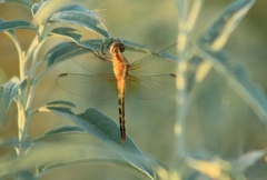 Erythrodiplax basifusca