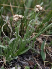 Antennaria carpatica