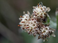 Antennaria carpatica