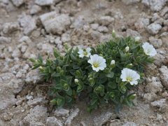 Cerastium latifolium