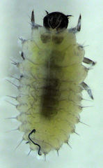 Telsimia subviridis