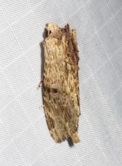 Antithemerastis acrobela