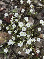 Mononeuria uniflora