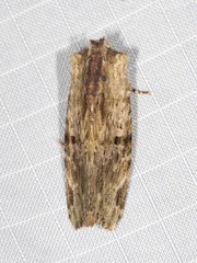 Antithemerastis acrobela