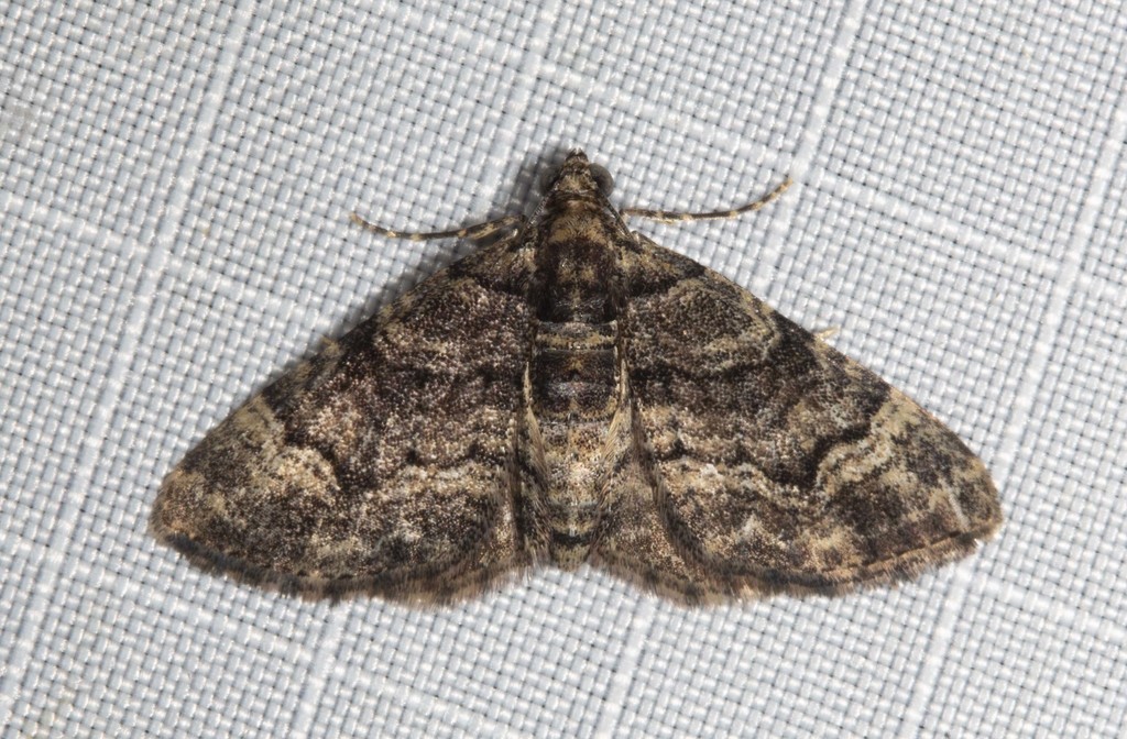 Eucymatoge peplodes
