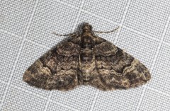 Eucymatoge peplodes