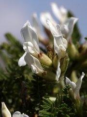 Oxytropis fetida