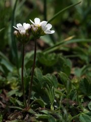 Androsace adfinis brigantiaca