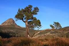 Athrotaxis cupressoides
