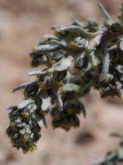 Artemisia genipi