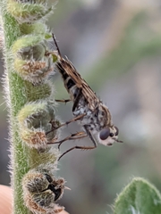 Thereva spiloptera