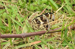 Vanessa braziliensis