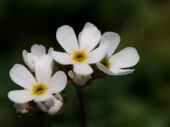 Androsace adfinis brigantiaca