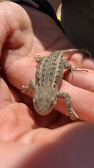 Sceloporus occidentalis