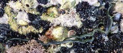 Eulalia clavigera