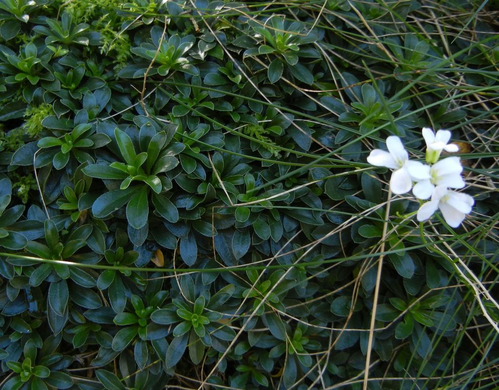 Arabis ferdinandi-coburgi