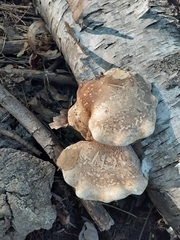 Fomitopsis betulina