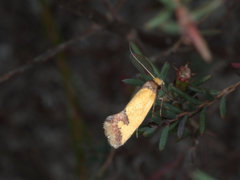 Chrysonoma tentatella