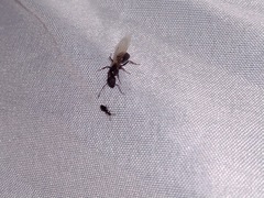 Camponotus mina