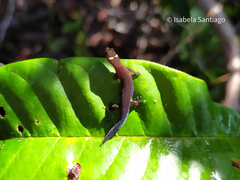 Coleodactylus meridionalis