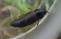 Tachinus lignorum