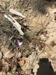 Agalinis edwardsiana