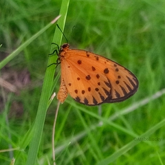 Pentila pauli pauli