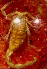 Paravaejovis confusus