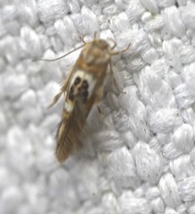 Hieromantis ephodophora