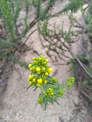 Calceolaria thyrsiflora