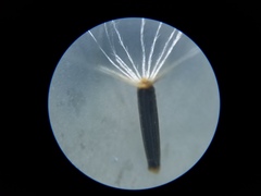 Brickellia eupatorioides eupatorioides