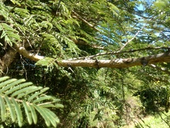 Senegalia polyacantha