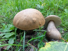 Leccinum duriusculum
