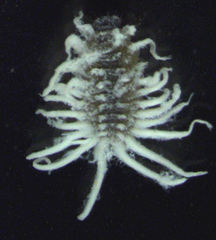 Telsimia subviridis