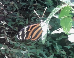 Heliconius ismenius