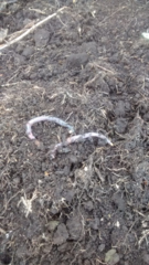 Lumbricus terrestris