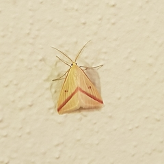 Rhodometra sacraria