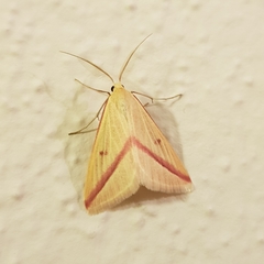 Rhodometra sacraria