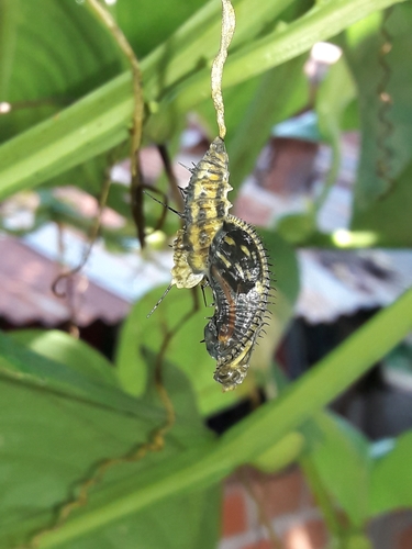 Ismenius tiger