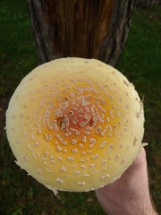 Amanita muscaria guessowii