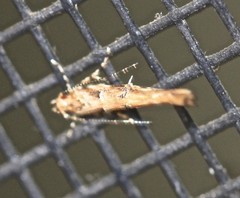 Anatrachyntis rileyi