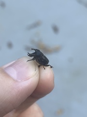 Onthophagus hecate