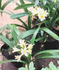 Clivia miniata citrina