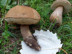 Leccinum duriusculum