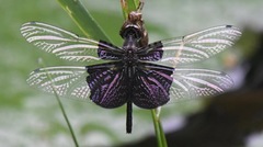 Rhyothemis triangularis