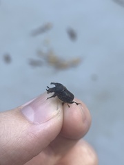 Onthophagus hecate