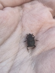 Onthophagus hecate