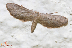 Idaea longaria