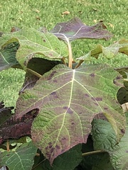 Cercospora hydrangeae
